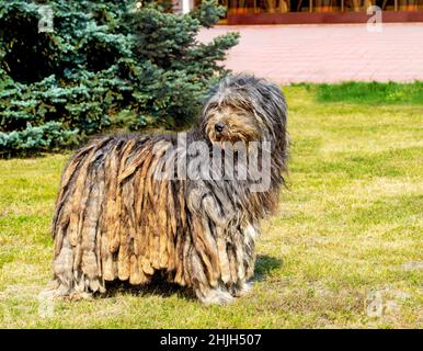 Bergamasco Shepherd schaut beiseite. Der Bergamasco Shepherd steht auf dem grünen Gras im Park. Stockfoto