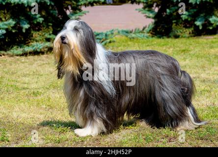 Bobtail blickt nach vorne. Old English Sheepdog steht auf dem Gras. Stockfoto