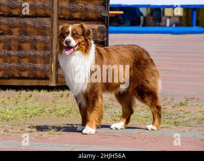 Border Collie rot steht. Der Border Collie befindet sich im Park. Stockfoto