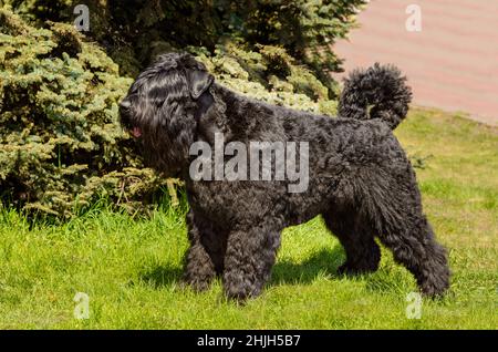 Bouvier des Flandres im Profil. Der Bouvier des Flandres steht im Stadtpark Stockfoto