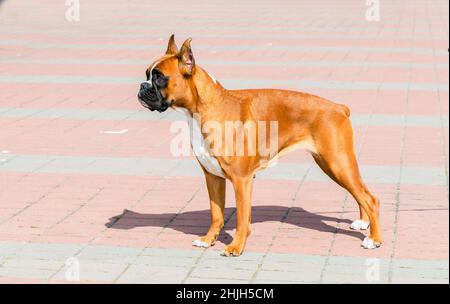 Boxerhund steht. Der Boxer Hund ist im Park. Stockfoto