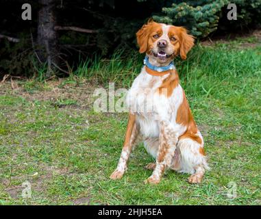 Das Epagneul Breton, Die Bretagne. Das Epagneul Breton sitzt im Gras des Parks. Stockfoto
