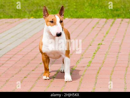 Bull Terrier Vollgesicht. Der rote und weiße Bull Terrier liegt auf dem Gras. Stockfoto