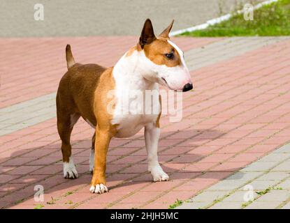 Bull Terrier sieht aus. Der rote und weiße Bull Terrier liegt auf dem Gras. Stockfoto