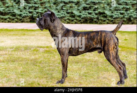 Cane Corso im Profil. Der Cane Corso steht auf dem grünen Gras im Park. Stockfoto