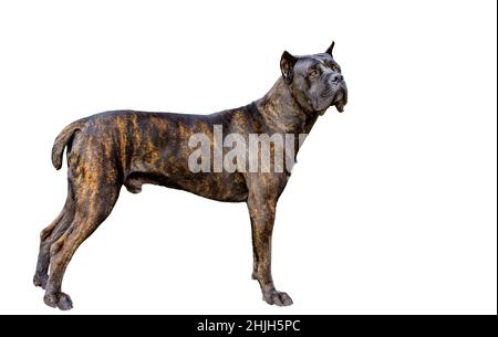 Cane Corso auf Weiß. Der Cane Corso auf dem weißen Hintergrund. Stockfoto