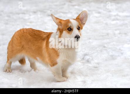 Cardigan Welsh Corgi im Winter. Cardigan Welsh Corgi liegt im Schnee. Stockfoto
