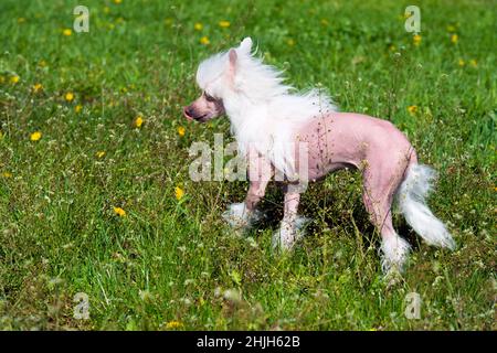 Chinesischer Haubenhund im Park. Der chinesische Haubenhund läuft auf dem Gras des Parks. Stockfoto