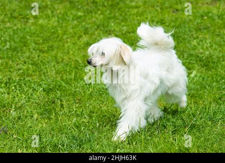 Puderpuff Chinese Crested spielt. Der Puderpuff Chinese Crested liegt auf dem Gras. Stockfoto