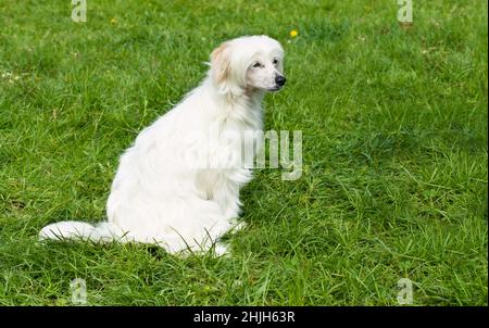 Sitze mit Puderpuff-Sitzbänken mit chinesischen Ritzen. Der Puderpuff Chinese Crested liegt auf dem Gras. Stockfoto