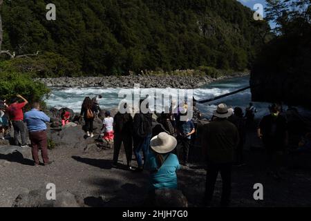 Petrohue, Los Lagos, Chile. 29th Januar 2022. Mitten in den Sommerferien besuchen die Menschen den Fluss Petrohue im Süden Chiles. (Bild: © Matias Basualdo/ZUMA Press Wire) Stockfoto