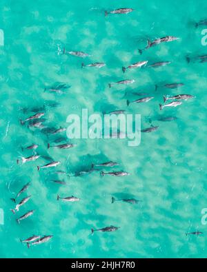 Luftaufnahme des Delphins von oben in einem atemberaubenden blauen, unberührten Wasser. Stockfoto