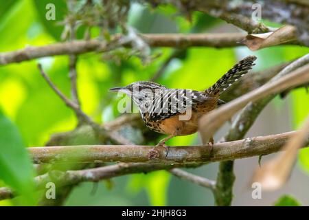 Bandgestützter Wren Campylorhynchus zonatus La Selva OTS Station, Costa Rica 19. März 2019 Erwachsener Troglodytidae Stockfoto