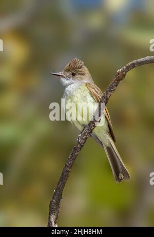 Dusky-capped Flycatcher Myiarchus tuberculifer Santa Catalina Mountains, Pima County, Arizona, Vereinigte Staaten 13 April 2018 Erwachsener Tyrannid Stockfoto
