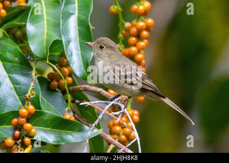 Mountain Elaenia Elaenia frantzii Sevegre Lodge, Costa Rica 22. März 2019 Erwachsener Tyrannidae Stockfoto