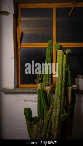 Vertikale Aufnahme des Wachstums von Kakteen in einem Raum Stockfoto