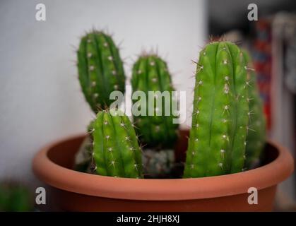 Selektive Fokusaufnahme eines Kaktus, der in einem Topf wächst Stockfoto