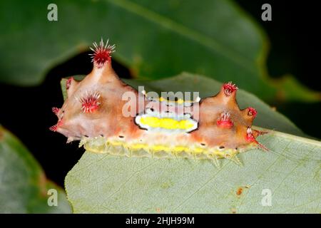 Raupe mit melierter Cup Moth, Doratifera werkulans. Diese Raupen haben stechende Stacheln, die Giftstoffe enthalten, und sie überstehen ihre Stacheln, wenn sie sich entfernen Stockfoto