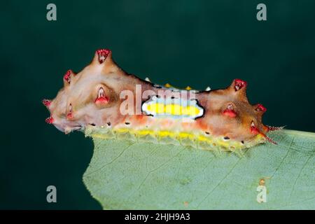 Raupe mit melierter Cup Moth, Doratifera werkulans. Diese Raupen haben stechende Stacheln, die Giftstoffe enthalten, und sie überstehen ihre Stacheln, wenn sie sich entfernen Stockfoto