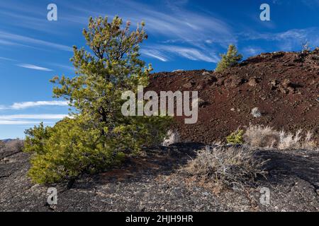 Limberkiefern und Bodenvegetation wachsen aus einem Druckkamm aus Lava entlang des Broken Top Loop. Craters of the Moon National Monument, Idah Stockfoto