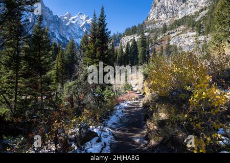 Im späten Herbst hängen Blätter an jungen Espenbäumen entlang des Cascade Canyon Trail in den Teton Mountains. Grand Teton National Park, Wyoming Stockfoto