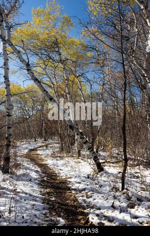 Windgepeitschte Espenbäume hängen an den letzten ihrer Herbstfarben, die über dem Aspen Trail in den Teton Mountains aufsteigen. Bridger-Teton National Forest, Wy Stockfoto