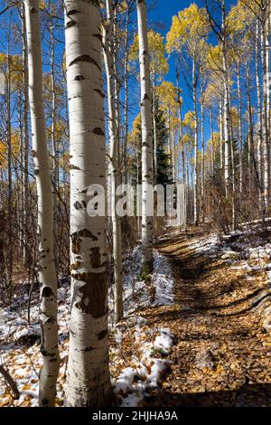 Hohe Espenbäume hängen an den letzten ihrer Herbstfarben hoch über dem Aspen Trail in den Teton Mountains. Bridger-Teton National Forest, Wy Stockfoto