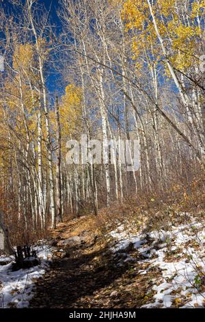 Espenbäume aus dem Spätherbst, die sich am letzten ihrer Farbe festhalten und hoch über dem Aspen Trail in den Teton Mountains aufsteigen. Bridger-Teton National Forest, W. Stockfoto