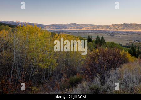 Herbstliche Espenbäume wachsen an einem Berghang unterhalb des Aspen Trail in den Teton Mountains oberhalb des Teton Valley. Bridger-Teton National Forest, Wyo Stockfoto