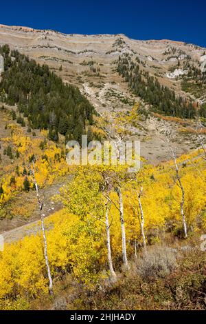 Der Taylor Mountain der Teton Mountains erhebt sich hoch über Espenbäumen, die mit Herbstblättern bedeckt sind. Jedediah Smith Wilderness, Wyoming Stockfoto