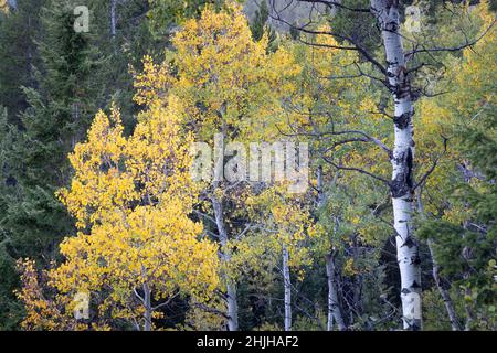 Aspen-Bäume wechseln für die Herbstsaison entlang des Hillbender Trail in den Snake River Mountains. Caribou-Targhee National Forest, Idaho Stockfoto