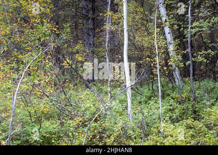 Auf dem Grumpy Trail in den Snake River Mountains beginnen sich die Farben des frühen Herbstes auf den Bodenbürsten und Bäumen zu zeigen. Caribou-Targhee National Forest, Id Stockfoto