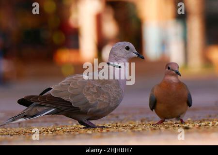 Ring Necked Taube Vogel in Nahaufnahme Vogelbeobachtung Stockfoto