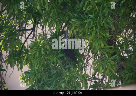Aufnahme einer Amsel auf einem Baum beim Singen. Stockfoto