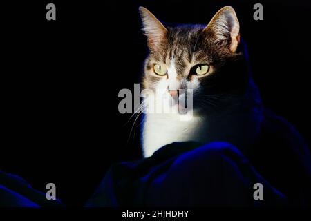Porträt einer Hauskatze auf dunklem Hintergrund. Ausdrucksstarkes Aussehen des Tieres. Foto einer Katze mit Platz zum Kopieren. Hintergrund. Stockfoto