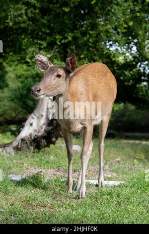 Weibliche Javanerhirsche, Rusa timorensis, endemisch in Indonesien. Verletzlich, West Bali Nationalpark, in der Nähe der Menjangan Insel, Buleleng, Bali, Indonesien Stockfoto