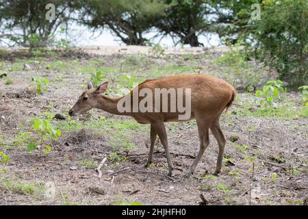 Weibliche Javanerhirsche, Rusa timorensis, endemisch in Indonesien. Verletzlich, West Bali Nationalpark, in der Nähe der Menjangan Insel, Buleleng, Bali, Indonesien Stockfoto