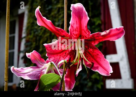 Lilium, Fräulein Feya Stockfoto