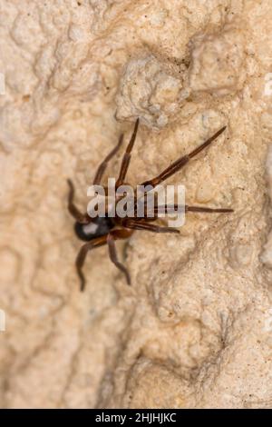 Makrobild einer springenden Spinne, genannt Plexippus paykulli, auf einer weißen Wand. Stockfoto