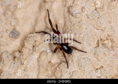 Makrobild einer springenden Spinne, genannt Plexippus paykulli, auf einer weißen Wand. Stockfoto