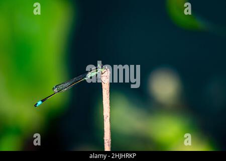 Die Fliege hält trockene Äste fest und kopiert Platz. Die Fliege im natürlichen Lebensraum Tierwelt. Wunderschöne Naturszene mit Libelle im Freien. Stockfoto