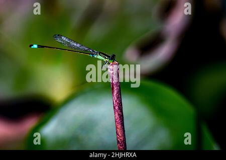 Die Fliege hält trockene Äste fest und kopiert Platz. Die Fliege im natürlichen Lebensraum Tierwelt. Wunderschöne Naturszene mit Libelle im Freien. Stockfoto