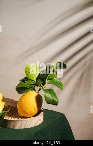 Frische sizilianische Bio-Zitrone mit grünen Blättern auf dem Tisch mit grüner Leinentischdecke, sonniges Licht mit Blattschatten. Modernes Stillleben. Minimalistisch Stockfoto