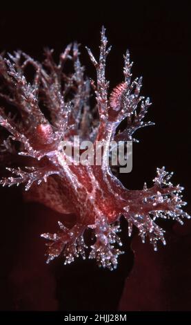 Nacktschnecken oder Meeresschnecke (Dendronotus frondosus) auf roten Algen, Großbritannien. Stockfoto