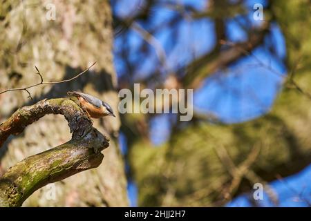 Der eurasische Nuthatch oder Holznuthatch, Sitta europae, ist ein kleiner Singvögel Kurzschwanzvögel mit einem langen Schnabel, blaugrauen Oberteilen und einem schwarzen Stockfoto