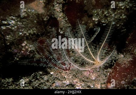 Rosiger Federstern (Antedon bifida) auf einem Unterwasserriff, Großbritannien. Stockfoto