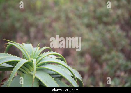 Eine Aloe-Pflanze mit Kopierraum. Stockfoto