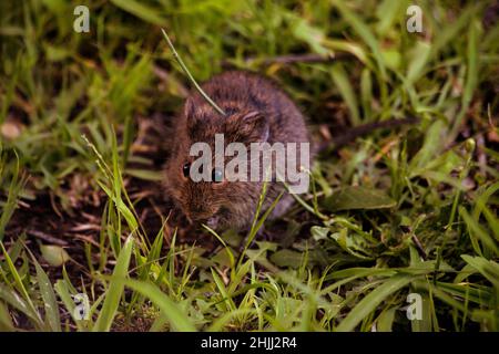 Ein wildes Nagetier, das auf einem grasbewachsenen Feld am Ostkap wütet Stockfoto