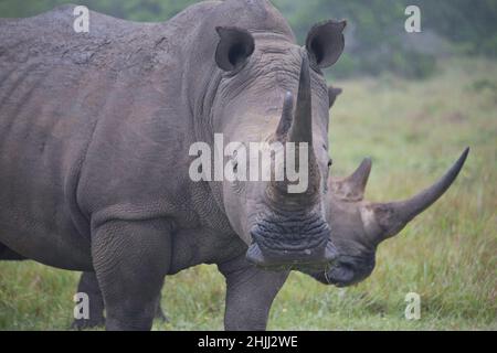 Southern White Rhino grast auf der Savannah Stockfoto