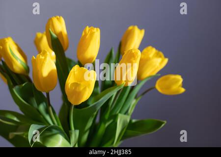 Gelbe Tulpen auf unscharfem Hintergrund. Festliche Blumen Konzept Stockfoto